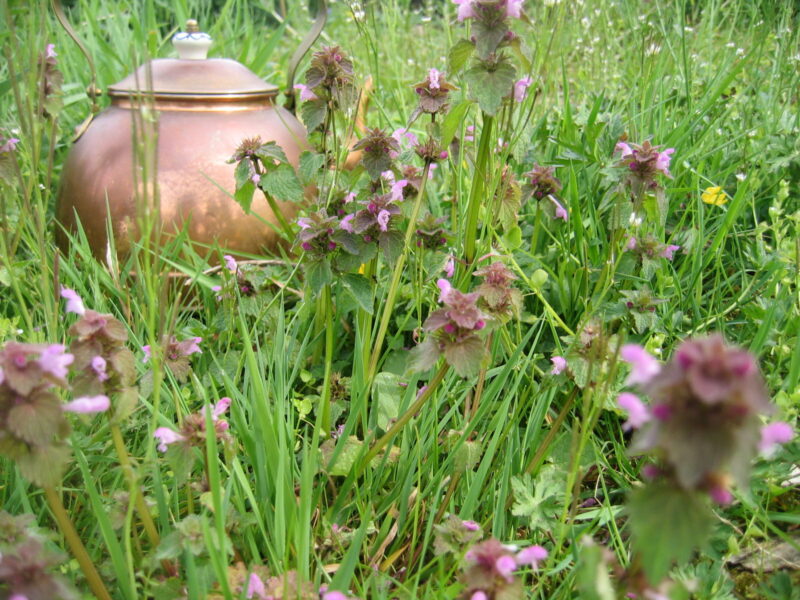 Plantes médicinales sauvages