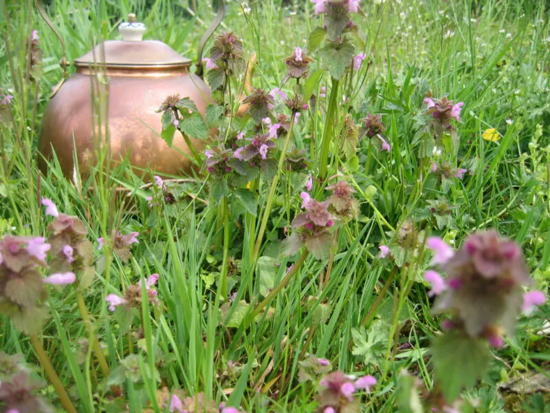 A la découverte des plantes médicinales