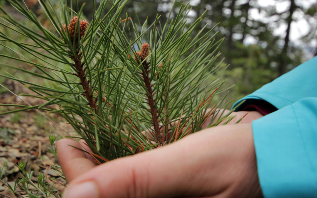 Quels sont les bienfaits de l’huile essentielle de pin cembro ?