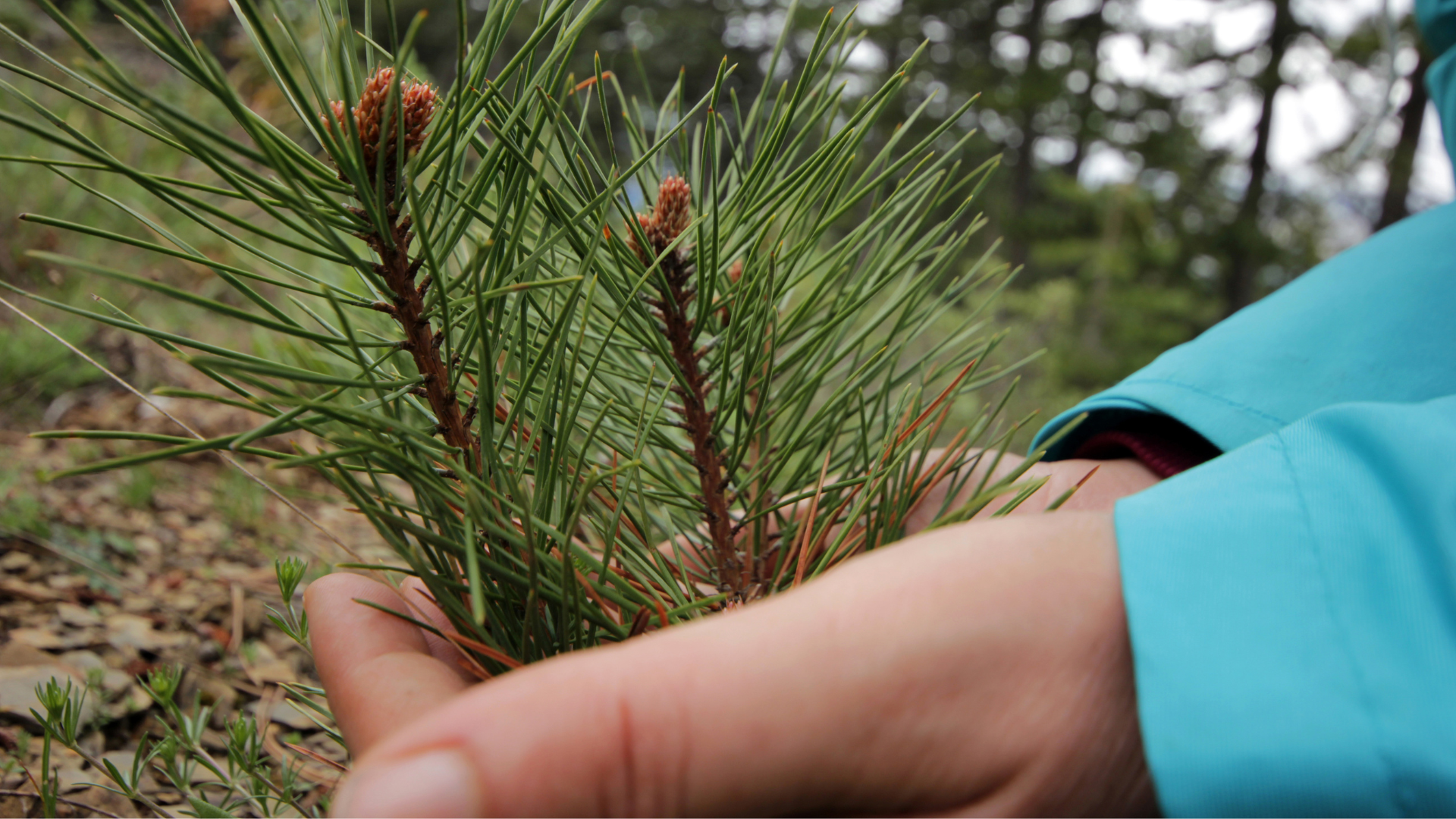 Échantillons de pin de Cembro dans des mains